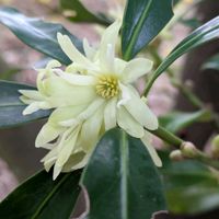 シキミ,シキミ(シキビ)の花,黄色い花,いつもありがとう♡,花のある暮らしの画像