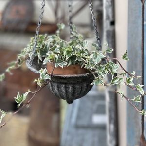 アイビー,ガーデン雑貨,サインプレート,ハンギング,ハンギング雑貨の画像