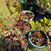 シャクヤク,芍薬,ペパーミントスティック,原種チューリップ ペパーミントスティック,シャクヤク ピンクカメオの画像