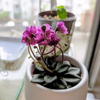 キウイ,セントポーリア・セトコの画像