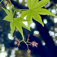モミジ,モミジの花,モミジの蕾,お花見,春爛漫！の画像