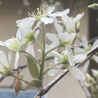 ジューンベリーの画像