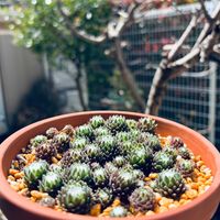巻絹,多肉植物,鉢植え,ネコ好き,センペルビウム属の画像