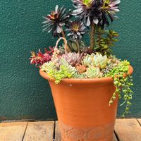 黒法師,寄せ植え,多肉植物,多肉寄せ植え,アエオニウム属の画像