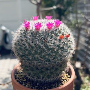 サボテン,玉翁,多肉植物,鉢植え,ダイソーの画像