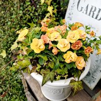 カリブラコア,八重咲きカリブラコア,寄せ植え,可愛い,庭の花の画像