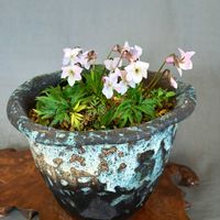 寄せ植え,山野草,白花,鉢植え。,癒されての画像