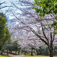 コブシ,サクラ,ハナモモ,ボケ,レンギョウの画像