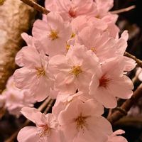 サクラ,サクラ,サクラ,サクラ,サクラの画像