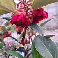 スモモ,スモモ,スモモ,サツキ,サツキの画像