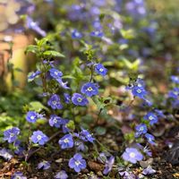 ベロニカ,ベロニカ・オックスフォードブルー,ベロニカオックスフォードブルーの画像