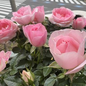 ミニバラ,ミニバラ,ミニバラ,チュチュ・オプティマ,チュチュ・オプティマの画像