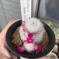 サボテン,マミラリア　ダシカアンサ,多肉植物,お花の画像