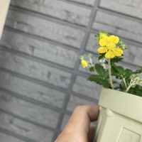 ツチグリ,お花,山野草の画像