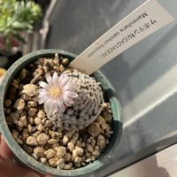 サボテン,サンチェスメヨラダエ,多肉植物,お花の画像