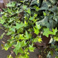 ローダンセマム・カップケーキ,ラッパスイセン（喇叭水仙）,花のある暮らし,緑のある暮らし,今日のお花の画像