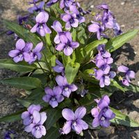 タンポポ,タチイヌノフグリ,トキワハゼ,タチツボスミレ,ヒメスミレの画像