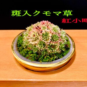 侘び寂び ,小品盆栽,癒しの空間♡,和み空間,テラスの画像