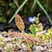 オオイヌノフグリ,ツクシ,ご近所,❤️いいね、ありがとう,楽しもう2026♪の画像