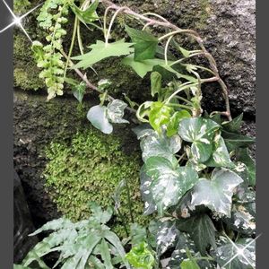 ヘデラ,苔(コケ),アイビー,七福神,シダの画像