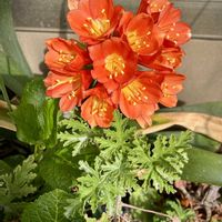 クンシラン,クスノキ,来宮神社の大楠,来宮神社の大楠,鉢植えの画像