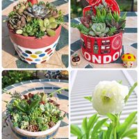 クリスマスローズ,超多弁 クリスマスローズ,えなりーﾀﾝ,多肉植物,多肉植物寄せ植えの画像