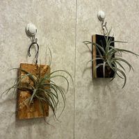 エアープランツ,いつもありがとう♡,霧吹き,緑のある暮らし,エアープランツ/チランジアの画像