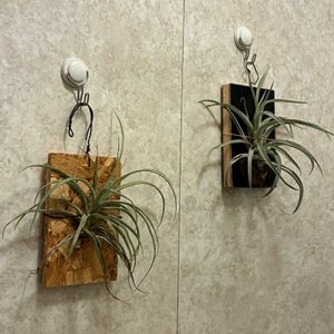 エアープランツ,いつもありがとう♡,霧吹き,緑のある暮らし,エアープランツ/チランジアの画像