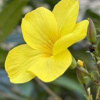 タンポポ,ラナンキュラスラックス,おでかけ先,良い一日を…の画像