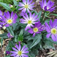 ミヤコワスレ,みやこわすれの画像