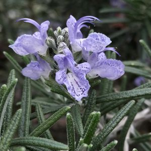 キランソウ,キランソウ,ローズマリー,ローズマリー,カキドオシの画像