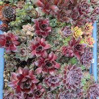 多肉植物,葉挿し,多肉寄せ植え,実生苗,センペル丼の画像