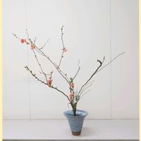 エニシダ,小菊,木瓜(ボケ),木瓜（ぼけ）の花,和菓子の日♥️の画像