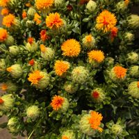 ベニバナ,紅花(べにばな),お気に入りの お花屋さん,幸せの黄色いお花,素敵な花言葉の画像