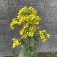 小松菜,家庭菜園の画像