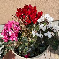 オキナグサ,ガーデンシクラメン,ガーデンシクラメン,ガーデンシクラメン,クモマグサの画像