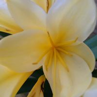 クンシラン,クンシラン,君子蘭,クンシラン(君子蘭),花言葉の画像