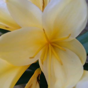 クンシラン,クンシラン,君子蘭,クンシラン(君子蘭),花言葉の画像