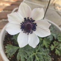 アネモネ,スノーフレーク,アネモネ・ポルト,アネモネ フルゲンス,白い花の画像