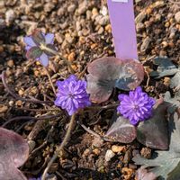 雪割草,雪割草(千重咲),山野草,いつもありがとう♡,千重咲きの画像