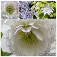 クリスマスローズ,ショウジョウバカマ,スギ,ガクアジサイ,イチリンソウの画像