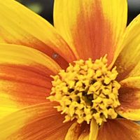 ビデンス,オレンジの花,今日も元気で,花を通じて愛と平和を,ほら、綺麗な花でしょ！の画像