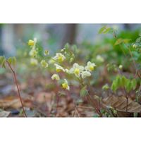 イカリソウ,ミラーレス一眼,由美子・山野草・高山植物,月曜日にビタミンカラー,庭の画像