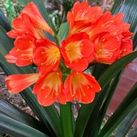 クンシラン,リビング,オレンジ色,オレンジ色の花,今日のお花の画像