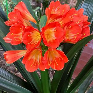 クンシラン,リビング,オレンジ色,オレンジ色の花,今日のお花の画像