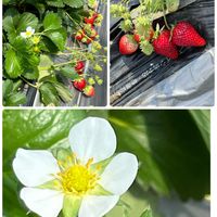 イチゴ,クレマチス　ぺトリエイ,小さな小さな庭,２０２０年５月同期の画像