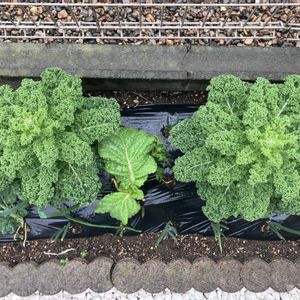 カツオ菜,カリーノケール,冬野菜,繋がりに感謝✨,家庭菜園の画像