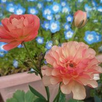 シャクヤク,シャクヤク,ネモフィラ,レウイシア,レウイシアの画像