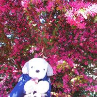 ベニバナトキワマンサクの画像