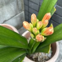 金のなる木,君子蘭,クンシラン（君子蘭）,✨今日のお花✨,のどかな場所に...の画像